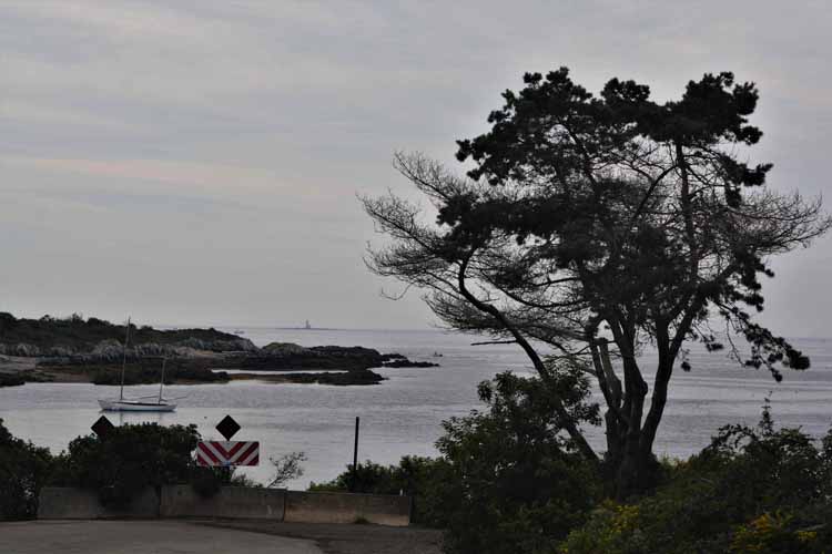 bay and tree'